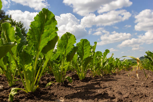 agricultural scenery of of sweet sugar beet field. sugar beets are young. sugar beet field - sugar beet beet field vegetable imagens e fotografias de stock