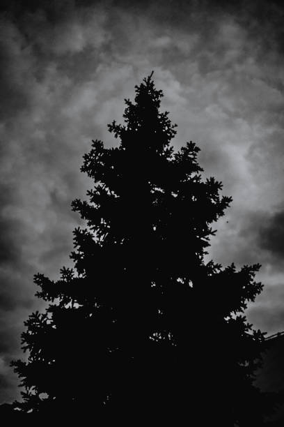 Christmas tree in the black sky in nature, forest