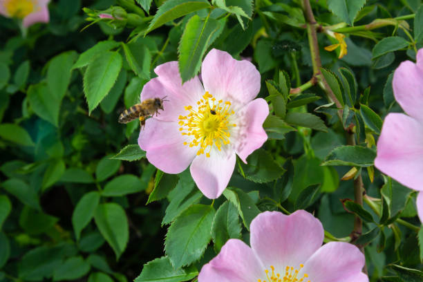 Honey bee Apis Mellifera is collecting pollen on white flower of bush dog rose. Latin rosa canina, similar to a sweet briar also called eglantine state flower or state symbol of Iowa and North Dakota Honey bee Apis Mellifera is collecting pollen on white flower of bush dog rose. Latin rosa canina, similar to a sweet briar also called eglantine state flower or state symbol of Iowa and North Dakota. wild rose hip stock pictures, royalty-free photos & images