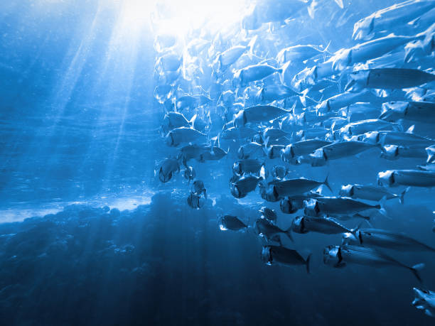 Schools of Mackerel fish