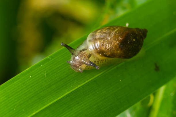 istock Amber snail, succinea putris, shell on a leaf on a summers day 1405757387