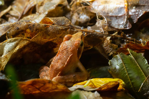 la rana de madera, lithobates sylvaticus o rana sylvatica. las ranas de madera adultas suelen ser de color marrón, bronceado u óxido, y generalmente tienen una máscara de ojos oscuros. - frog batrachian animal head grass fotografías e imágenes de stock