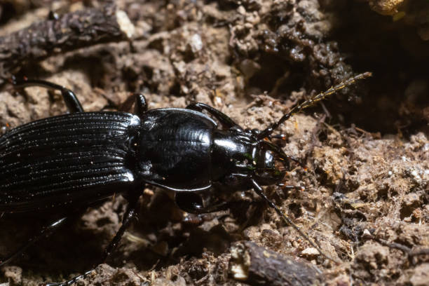 istock summertime macro photos in europe black beetle crawling on forest soil 1405757601