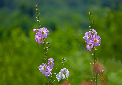 Pink marshmallow flower (Althaea officinalis) is a useful plant for human health. It is a common species in Europe, West Asia and North Africa.