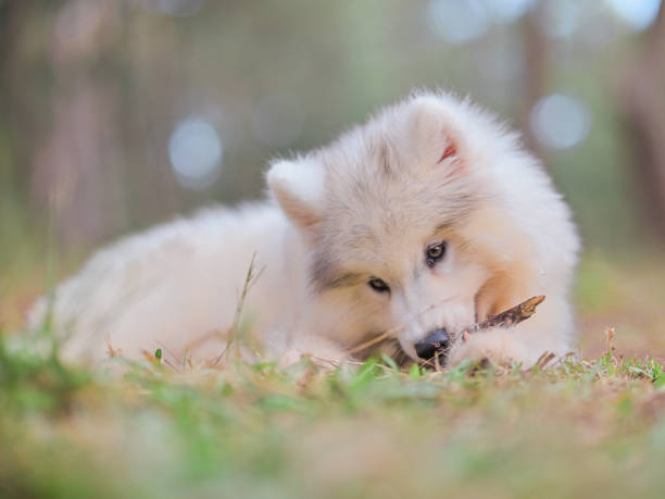 istock Happy White Grey Husky Puppy 1405760613