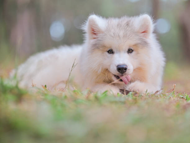 istock Happy White Grey Husky Puppy 1405760639