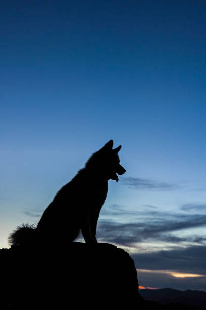 istock Husky Silhouette with Family 1405760868