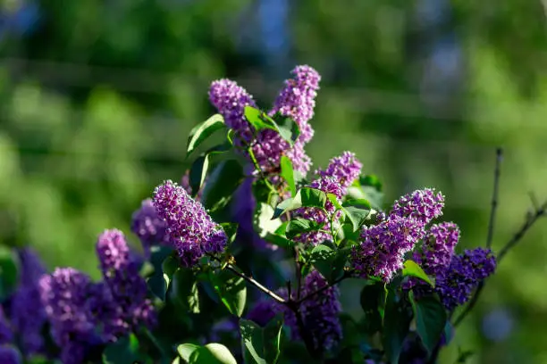 Photo of Flowering lilac flowers. Many colors