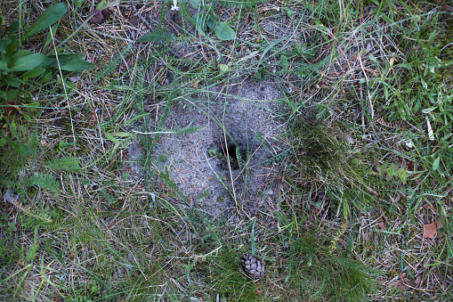 Mouse or rat hole in the ground. Sign that field rats or water voles are in the area.
