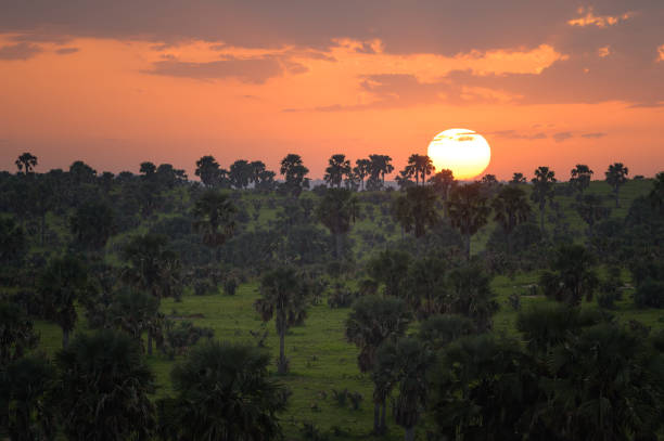 Epic sunrise over savanna in Murchonson Falls National Park Uganda