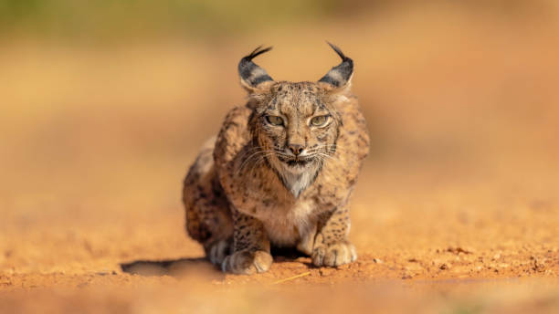 istock The look of the lynx 1405764237