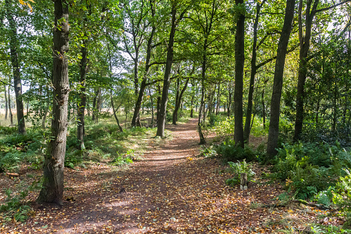 Forest path in Appelbergen nature reserve during autumn in Groningen, Netherlands