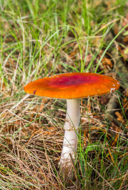 Fly agaric mushroom (Amanita muscaria) in the forest near Schipborg in Drenthe, Netherlands