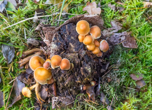 istock Mushrooms growing on a rotting tree stem in Borger 1405764440