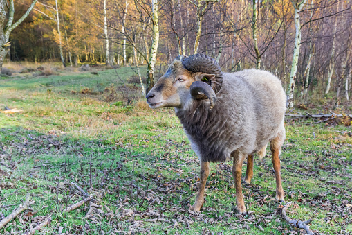 Sheep with curled horns in the forest of Borger, Netherlands