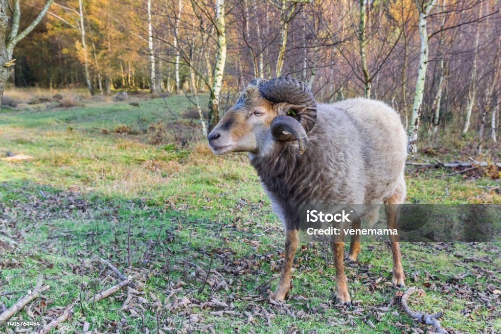 Sheep with curled horns in the forest of Borger Sheep with curled horns in the forest of Borger, Netherlands Moored Stock Photo