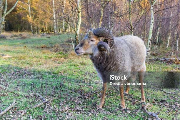 Sheep With Curled Horns In The Forest Of Borger Stock Photo - Download Image Now - Moored, Sheep, Animal