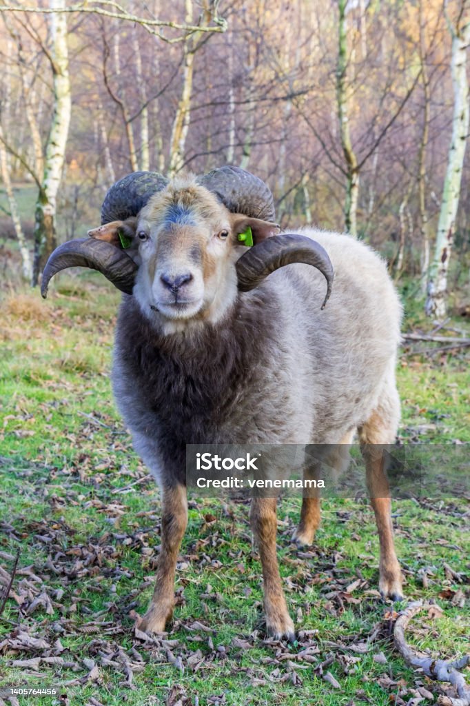 Sheep with curled horns on the moors of Borger Sheep with curled horns on the moors of Borger, Netherlands Animal Stock Photo