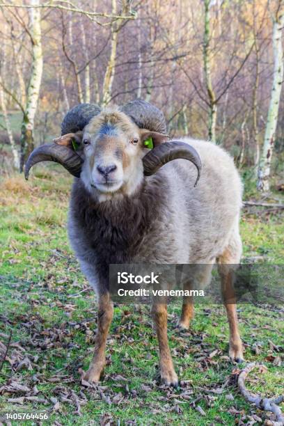 Sheep With Curled Horns On The Moors Of Borger Stock Photo - Download Image Now - Animal, Autumn, Color Image