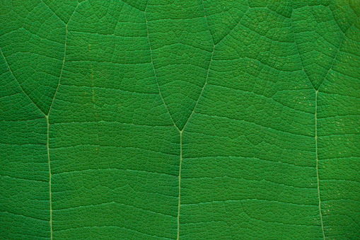macro green leaf. natural background design.