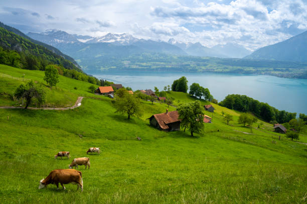 스위스의 툰 호수 위에 소가있는 고산 녹색 초원 - lake thun swiss culture switzerland berne 뉴스 사진 이미지