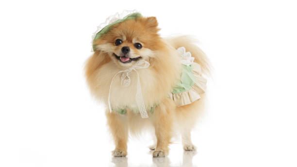 istock Small Pet Dog With Dress on White Background 1405765819