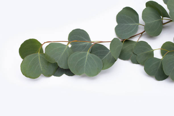 istock Green leaves of eucalyptus on white 1405765962