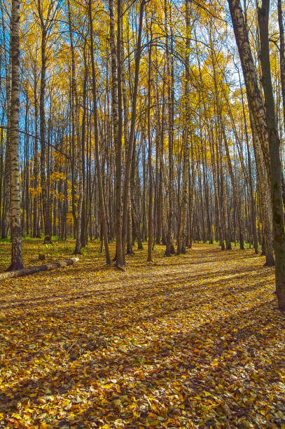 istock Stripes of light and shadow on fallen leaves on a path in the autumn forest. 1405767599