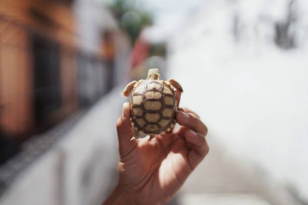 istock Sulcata tortoise baby 1405768808