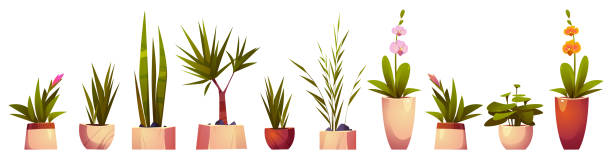 House plants and flowers in pots House plants and flowers in pots for home interior decoration. Vector cartoon set of flowers with green leaves and blossoms in planters, palm tree, dracaena and orchid isolated on white background plant png stock illustrations