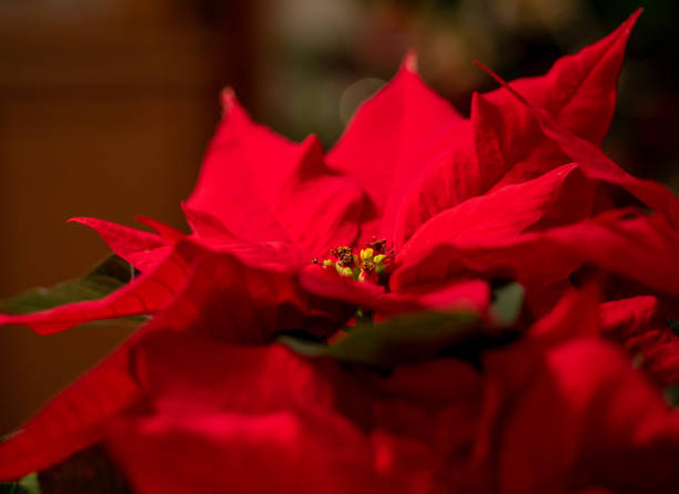 Detail of a poinsettia Christmas plant