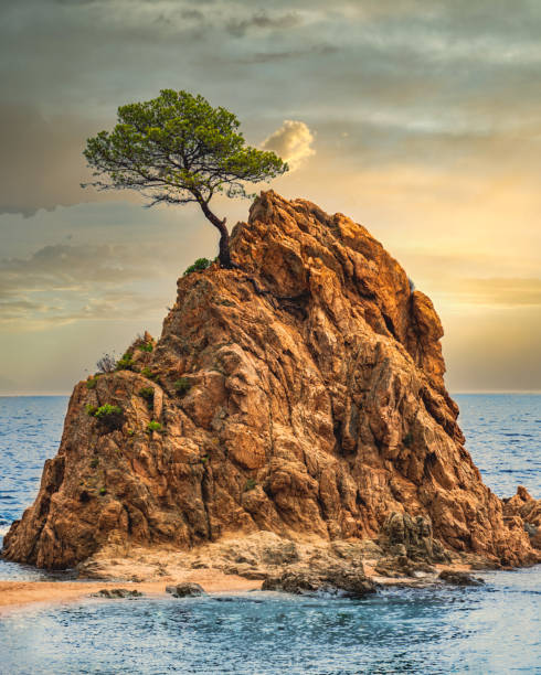 Lone Tree Pictures | Download Free Images on Unsplash