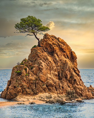Lonely tree on small rock island