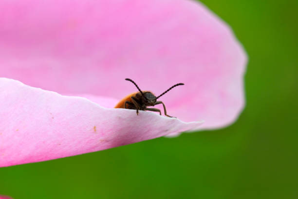 A beetle on a flower petal