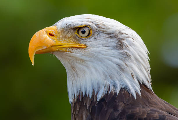 istock Side Close-up view of a Bald eagle 1405769807