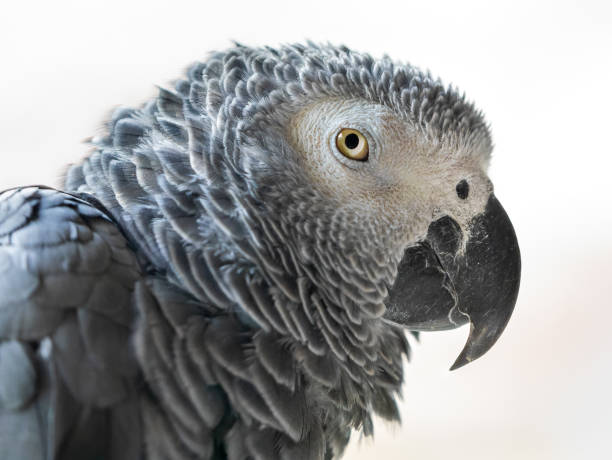 istock Close-up view of an African grey parrot (Psittacus erithacus) 1405769958