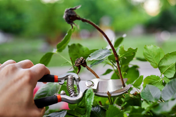 istock Girl pruning rose bushes with secateurs 1405770119