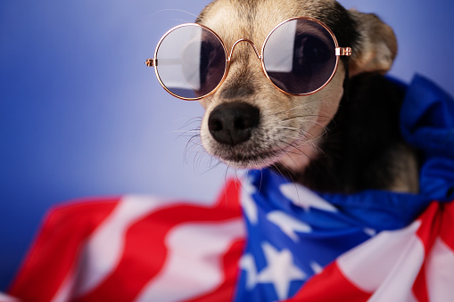 american patriot dog in sunglasses, independence day, 4th of july