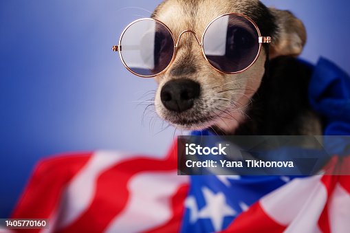 istock american patriot dog in sunglasses, independence day, 4th of july 1405770160