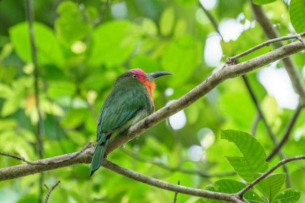 istock Male Red-bearded Bee-eater posing on a branch against green leaf background 1405770198