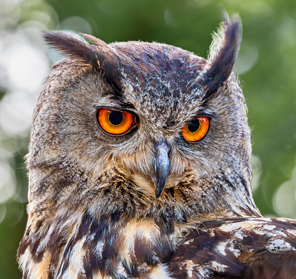 Eurasian Eagles Owl