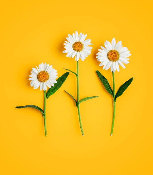 Daisy flowers, white marguerite creative card Daisy flowers creative card. Marguerite with stem and leaves on yellow background. Floral arrangement. Design element. Summertime concept. Top view, flat lay daisy flower spring marguerite stock pictures, royalty-free photos & images