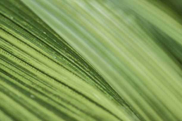 Plant in Hong Kong Park