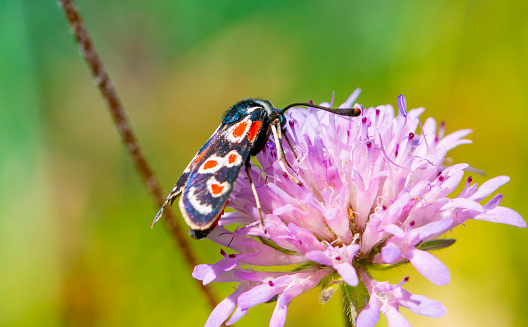 Zygaena occitanica moth close up, on a clover flower\n\nProvence burnet