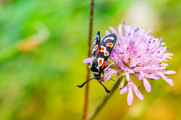 Zygaena occitanica moth close up, on a clover flower\n\nProvence burnet