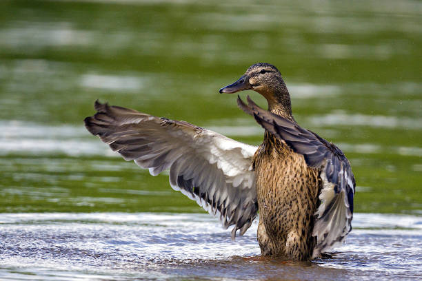 istock Close- up of a duck 1405772602