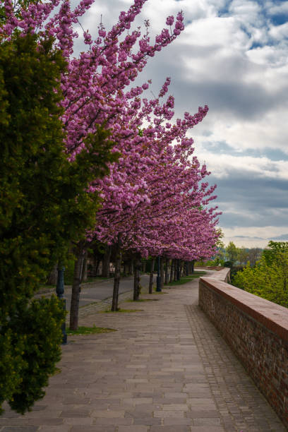 callejón de ciruelos en flor en budapest, hungría - avenue tree fotografías e imágenes de stock