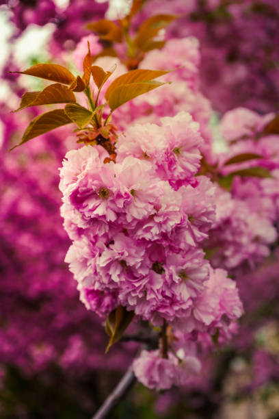 callejón de ciruelos en flor en budapest, hungría - avenue tree fotografías e imágenes de stock