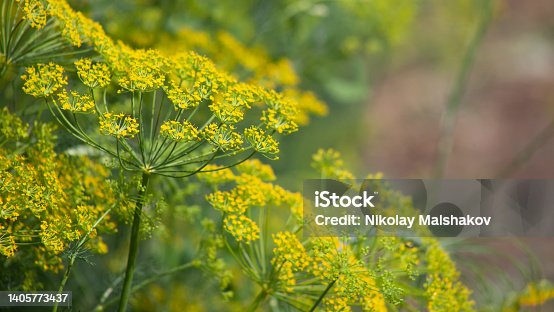 istock Fresh dill flowers in the garden, fragrant dill seeds close-up. 1405773437