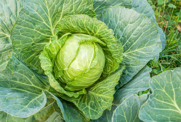 istock Green cabbage head in the garden 1405773602